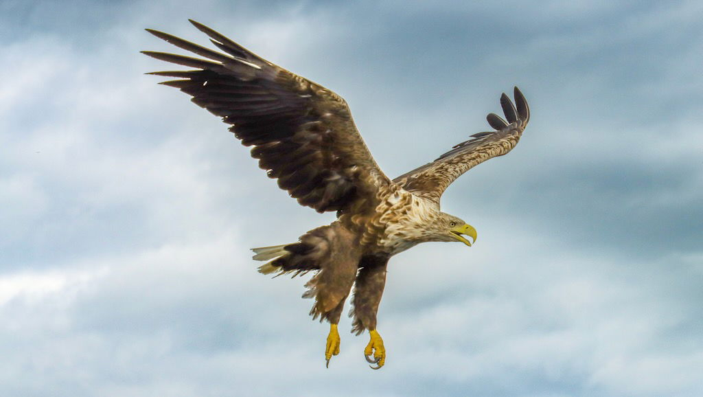Flying eagle.